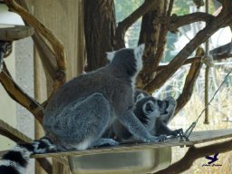 Tiergarten Schönbrunn am 20.10.2025